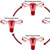 Menstruasyondan önce hamile kalma olasılığı: kaç gün önce çocuk sahibi olmak mümkündür ve örneğin ne zaman mümkün değildir?